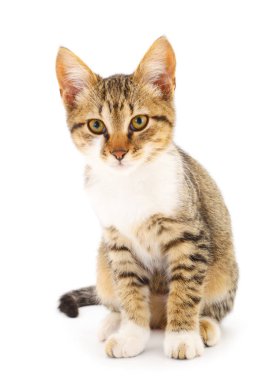 Beyaz bir arka planda küçük kahverengi yavru kedi