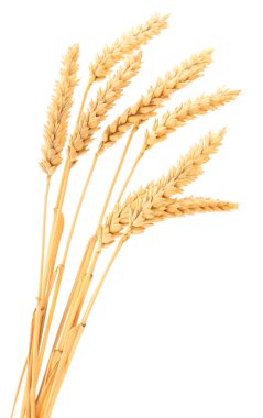 Olgun buğday başakları beyaz arkaplanda izole edilmiş.