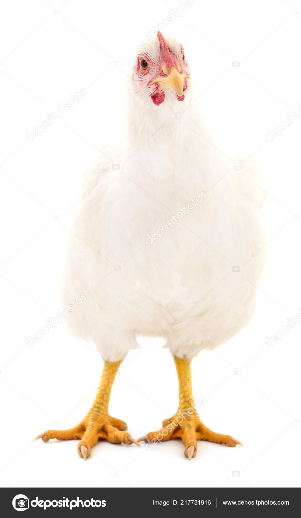 Young White Hen Isolated White Background Stock Photo by ...