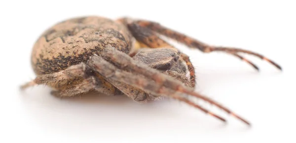 Casa Araña Aislada Sobre Fondo Blanco —  Fotos de Stock