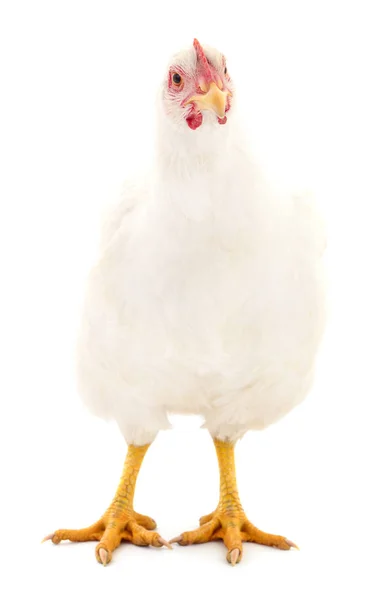 Giovane Gallina Bianca Isolata Sfondo Bianco — Foto Stock