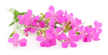 Beyaz izole pembe kır çiçekleri buketi.