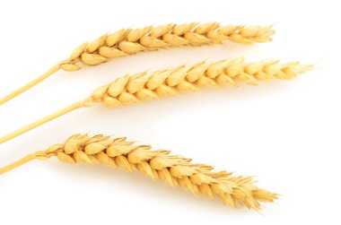 Olgun buğday başakları beyaz arkaplanda izole edilmiş.