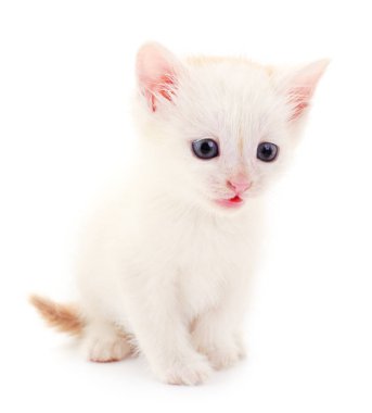 Beyaz arka planda küçük beyaz kedi yavrusu.