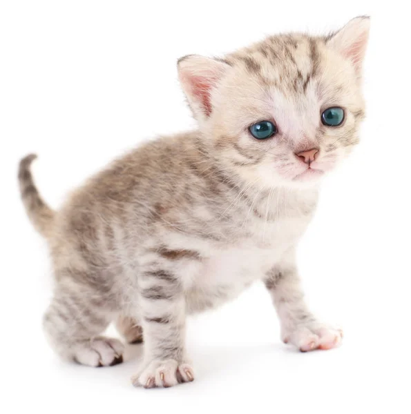 Small Gray Kitten Isolated White Background — Stock Photo, Image