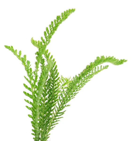 Cickafark Achillea Millefolium Elszigetelt Fehér Background — Stock Fotó