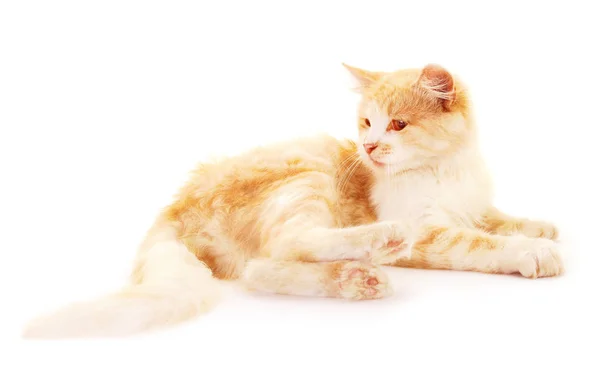 Beautiful Red House Cat White Background — Stock Photo, Image