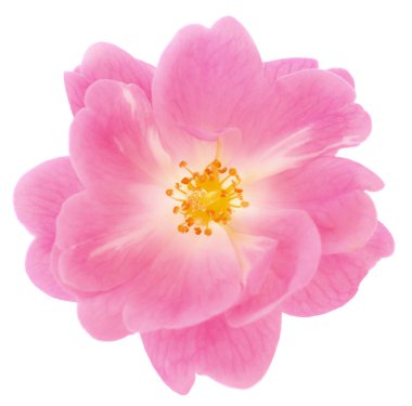 Beyaz arka planda izole edilmiş güzel pembe gül çiçeği..