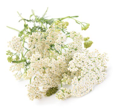  Beyaz arka plan üzerinde izole Civanperçemi (Achillea millefolium). 