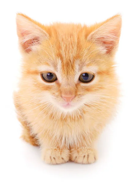 Kleine Rode Kitten Een Witte Achtergrond — Stockfoto