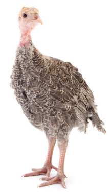 Beyaz arka planda izole edilmiş genç hindi kuşu..