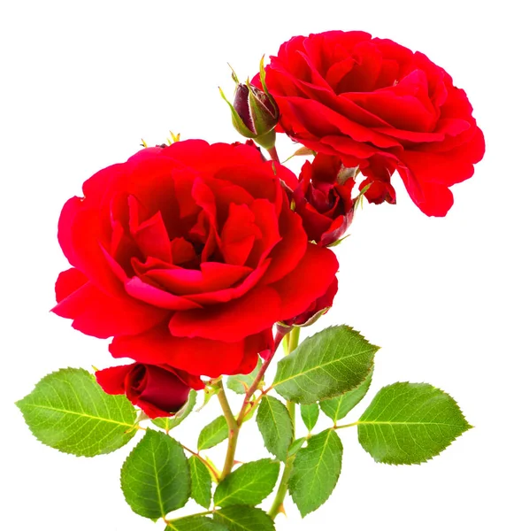 Vermelho Belas Rosas Isoladas Fundo Branco — Fotografia de Stock