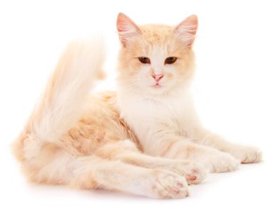 Beyaz bir arka plan üzerinde güzel kırmızı ev kedisi.