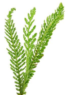  Beyaz arka plan üzerinde izole Civanperçemi (Achillea millefolium). 