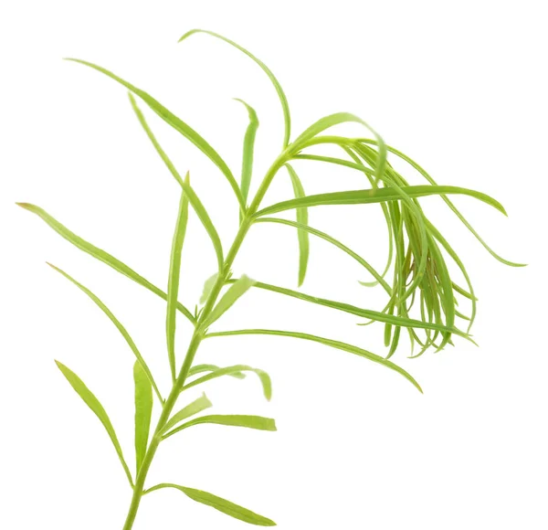 Fresh Green Grass Isolated White Background — Stock Photo, Image