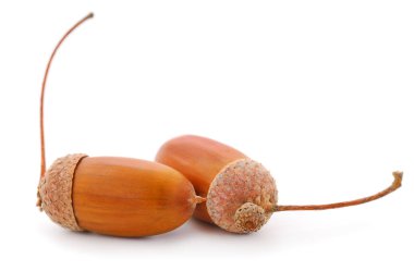 Beyaz bir arka plan üzerinde izole sonbahar meşe palamutları.