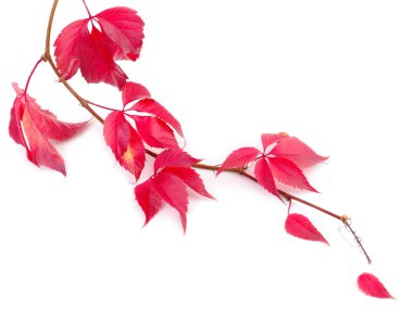 Sonbahar düşen yapraklar beyaz arkaplanda izole edilmiş.