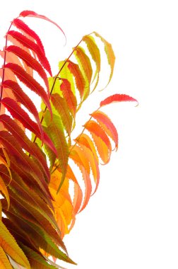 Sonbahar düşen yapraklar beyaz arkaplanda izole edilmiş.