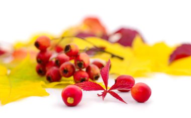 Düşen sonbahar yaprakları ve beyaz arka plan üzerinde izole çilek.
