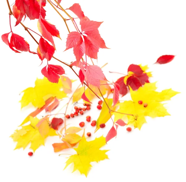 Autumn Falling Leaves Isolated White Background — Stock Photo, Image