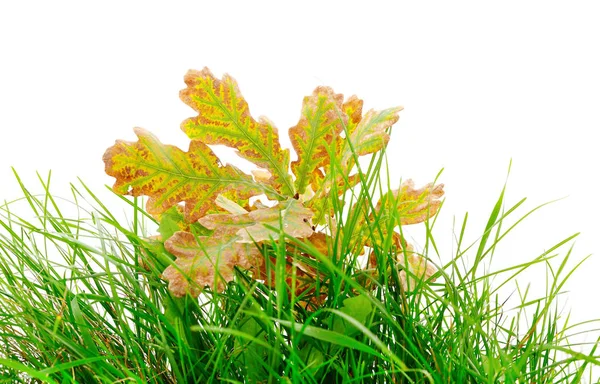 Eiken Herfstblad Een Groene Gras Een Witte Achtergrond — Stockfoto
