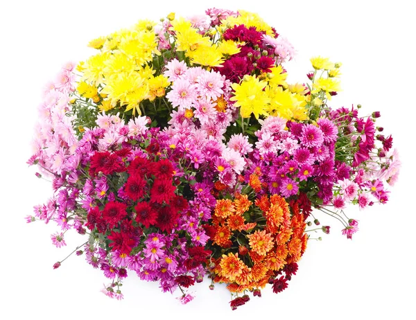 Otoño Hermosas Flores Coloridas Crisantemo Aislado Sobre Fondo Blanco —  Fotos de Stock