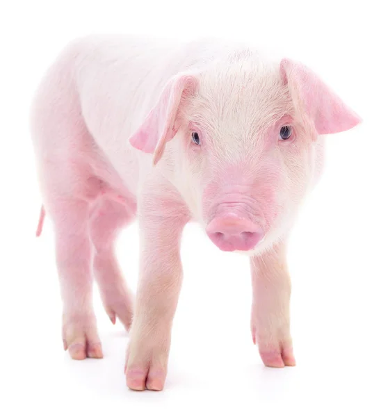 Pequeño Cerdo Rosado Que Está Aislado Sobre Fondo Blanco — Foto de Stock