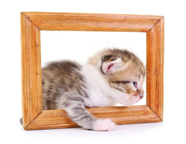 Little Kitty Wooden Frame White Background — Stock Photo, Image