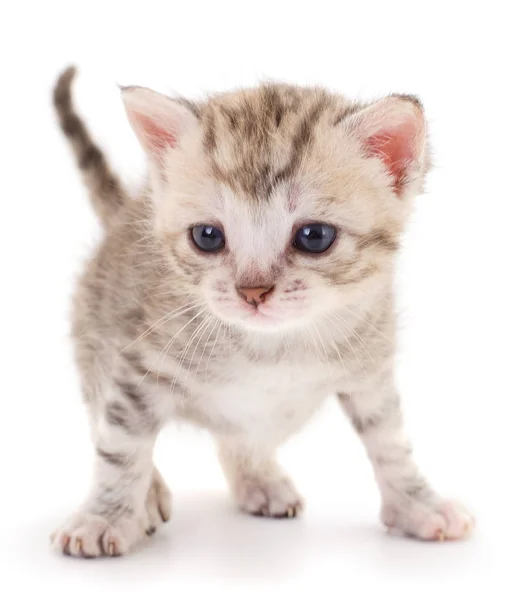 Kucing Abu Abu Kecil Diisolasi Pada Latar Belakang Putih — Stok Foto