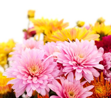 Sonbahar, beyaz arka planda izole edilmiş güzel renkli kasımpatı çiçekleri.