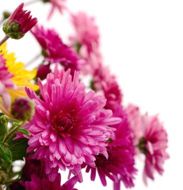 Sonbahar, beyaz arka planda izole edilmiş güzel renkli kasımpatı çiçekleri.