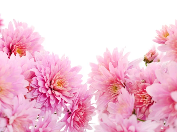 Sonbahar Beyaz Arka Planda Izole Edilmiş Güzel Renkli Kasımpatı Çiçekleri — Stok fotoğraf