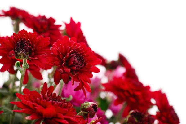 Herbst Schöne Bunte Blüten Der Chrysantheme Isoliert Auf Weißem Hintergrund — Stockfoto