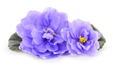 Saintpaulia (Afrika menekşeleri) beyaz arkaplanda izole.