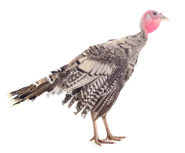 Young Turkey Bird Isolated White Background — Stock Photo, Image
