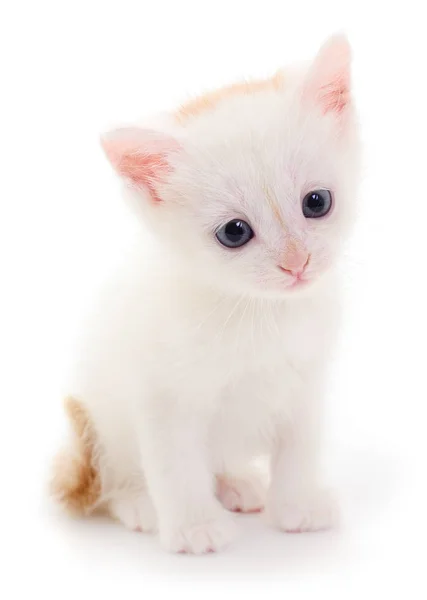 Klein Wit Katje Geïsoleerd Witte Achtergrond — Stockfoto