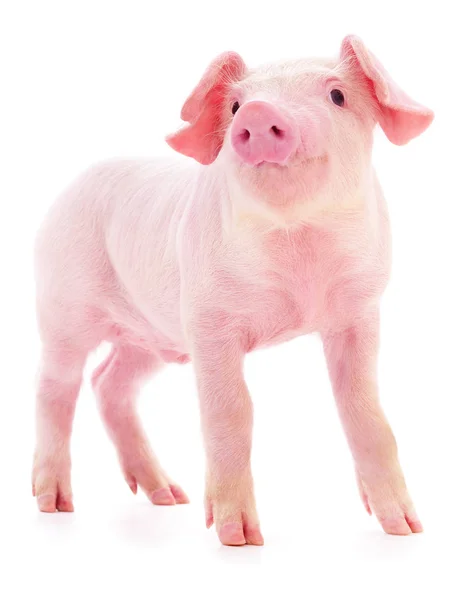 Pequeño Cerdo Rosado Que Está Aislado Sobre Fondo Blanco —  Fotos de Stock