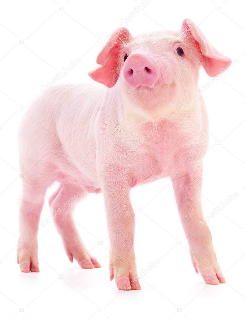 Small pink pig who is isolated on white background.