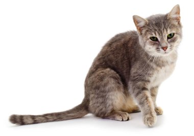 Beyaz arka planda güzel gri ev kedisi.