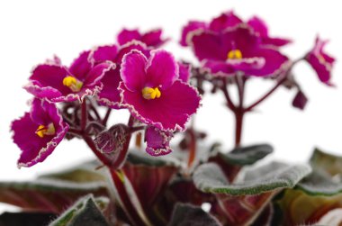 Saintpaulia (Afrika menekşeleri) beyaz arkaplanda izole.