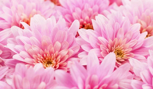 Herbst Schöne Bunte Blüten Von Chrysanthemen Hintergrund — Stockfoto