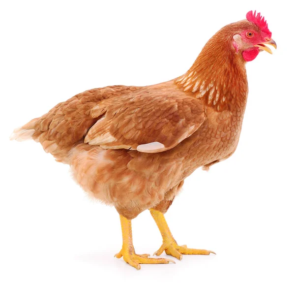 Genç kahverengi tavuk beyaz arka planda izole edildi.