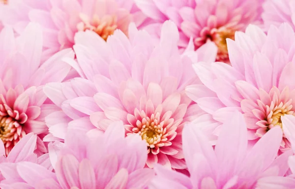 Herbst Schöne Bunte Blüten Von Chrysanthemen Hintergrund — Stockfoto