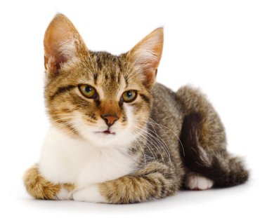 Beyaz arka planda güzel kahverengi ev kedisi.