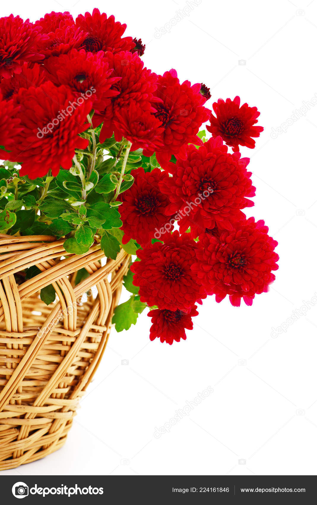 Beautiful Bouquet Chrysanthemum Flowers Basket Isolated White Stock Photo C Singaevskagalina Gmail Com 224161846