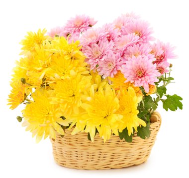 Güzel bir buket kasımpatı, sepetin içinde, beyaz bir sepet içinde.