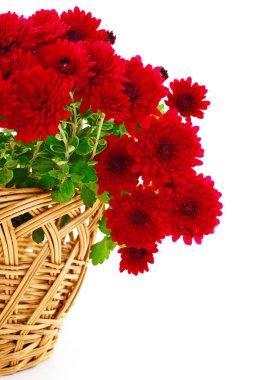 Güzel bir buket kasımpatı, sepetin içinde, beyaz bir sepet içinde.