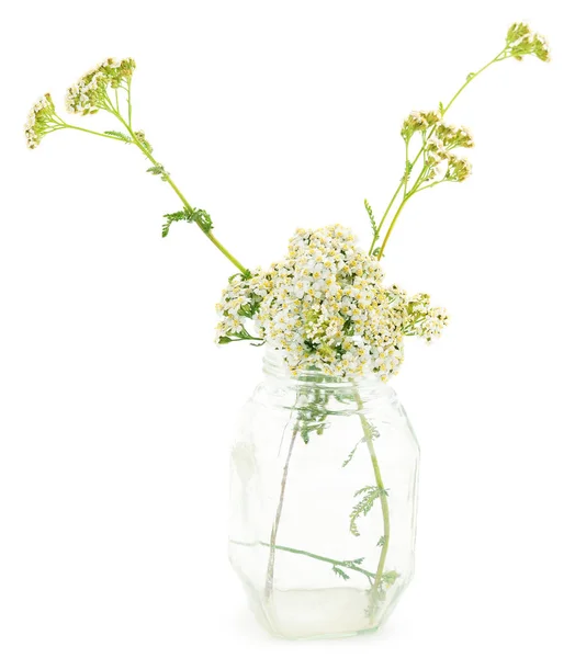 Elszigetelt Fehér Background Cickafark Virágok Achillea Millefolium — Stock Fotó