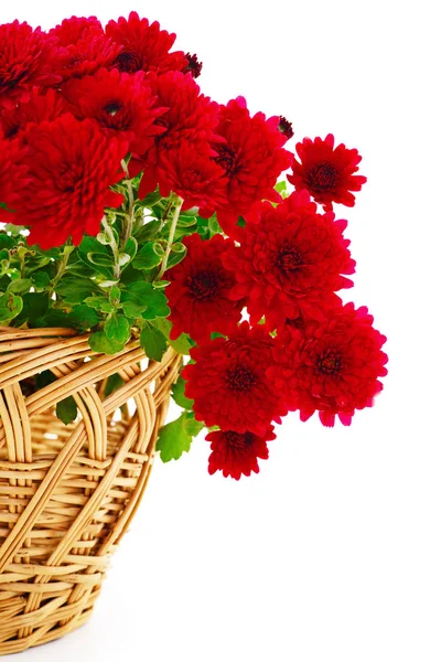 Güzel bir buket kasımpatı, sepetin içinde, beyaz bir sepet içinde.