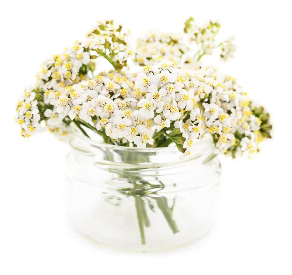 Cickafark Achillea Millefolium Elszigetelt Fehér Background — Stock Fotó